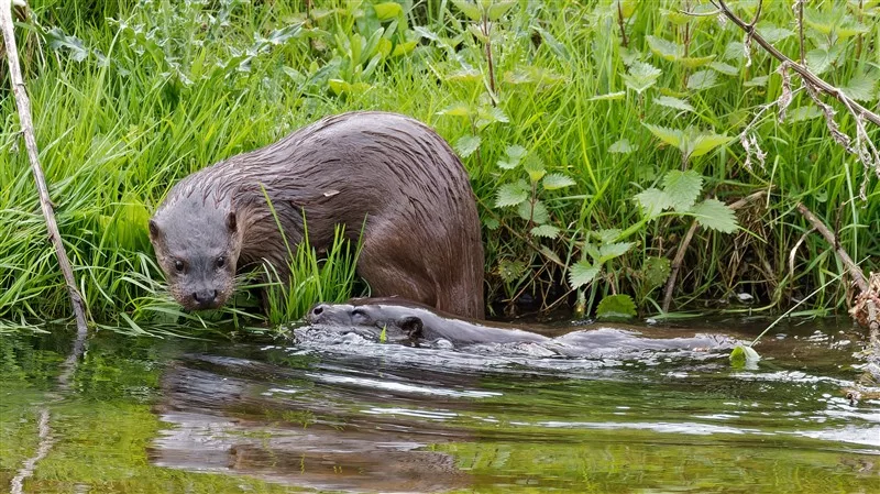 Otter spotted in Holywells Park