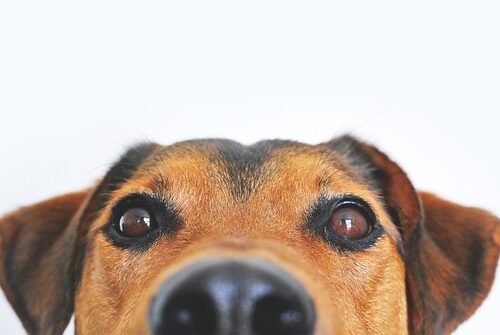 Doggy Day!