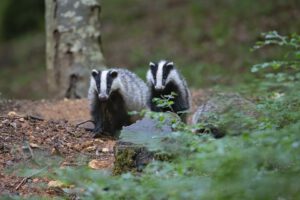 A year in the life of the badger