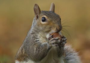 Wild Skills: Wildlife Photography in Holywells Park