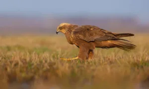 RSPB Indoor meeting
