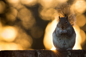 Teen Wild Skills: Wildlife Photography in Chantry Park