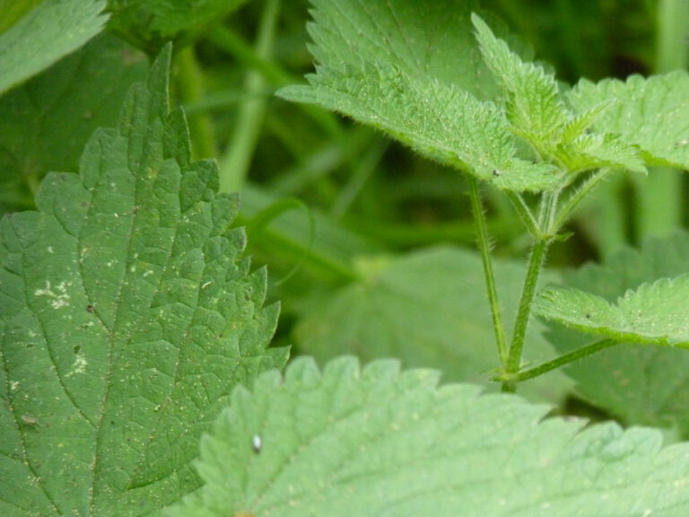 Natural food with nettles and butterknife carving (AM) - Ipswich.love