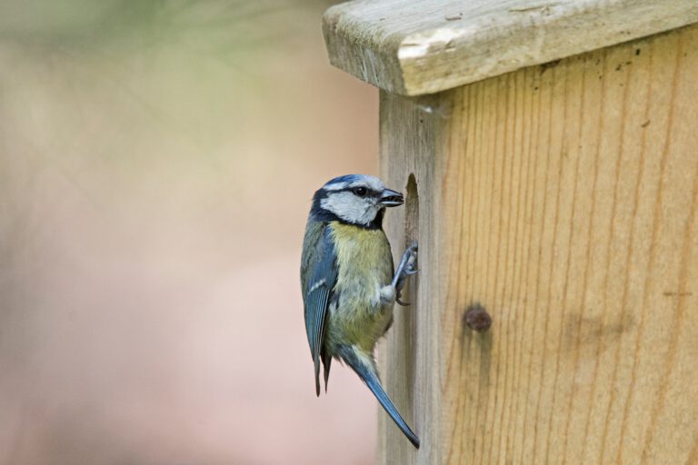 Wild Families: Nestbox building in Christchurch park - Ipswich.love