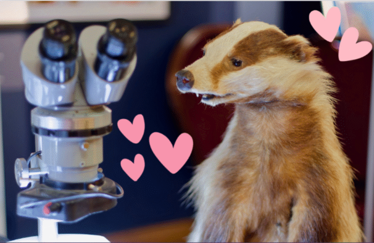 Love Mammals Discovery Day - Ipswich.love