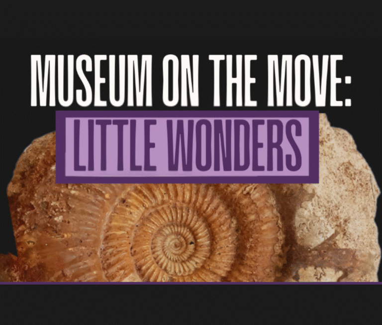 Museum on the Move: Little Wonders - Ipswich.love
