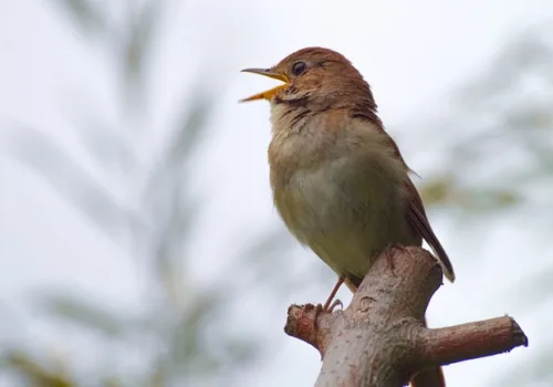 Bird Walks 2026 – Christchurch Park