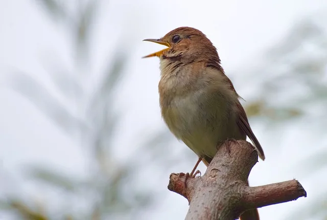 Dawn Chorus Bird Walk - Ipswich.love