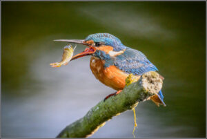 INFOCUS exhibition – Ipswich and District Photography Society