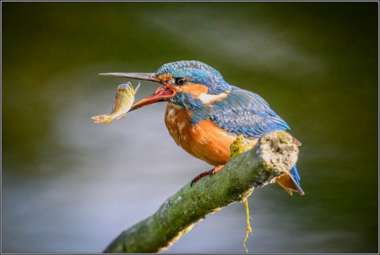 INFOCUS exhibition – Ipswich and District Photography Society - Ipswich.love