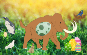 Woolly’s Egg Trail