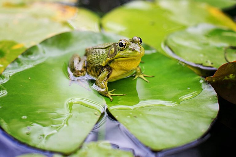 The Great Frog Hunt - Ipswich.love