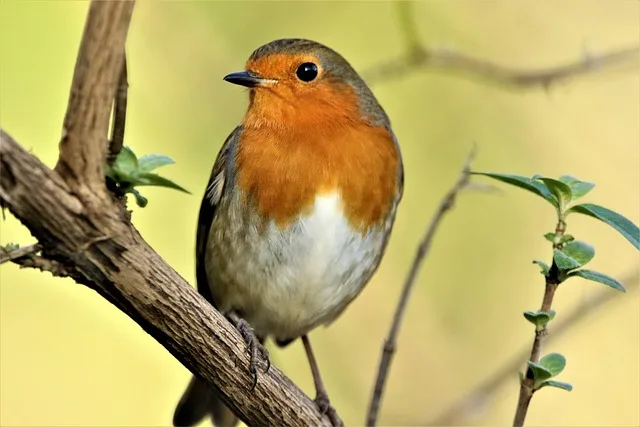 Thirty Years of Garden Birdwatch - Ipswich.love