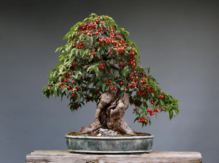 Join the Ipswich Bonsai Society - Ipswich.love