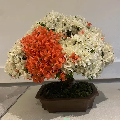 Ipswich Bonsai Society