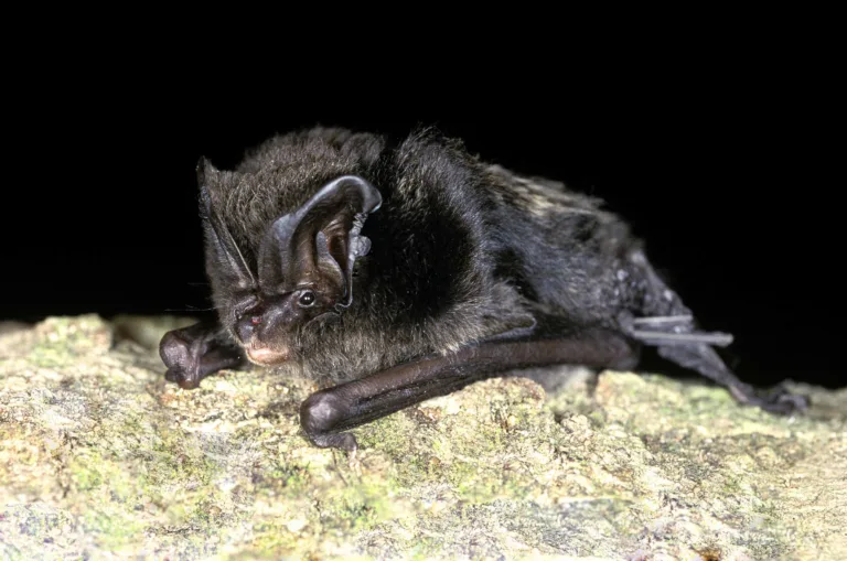 Monitoring biodiversity using Wildlife Sound and Conservation Technology - Ipswich.love