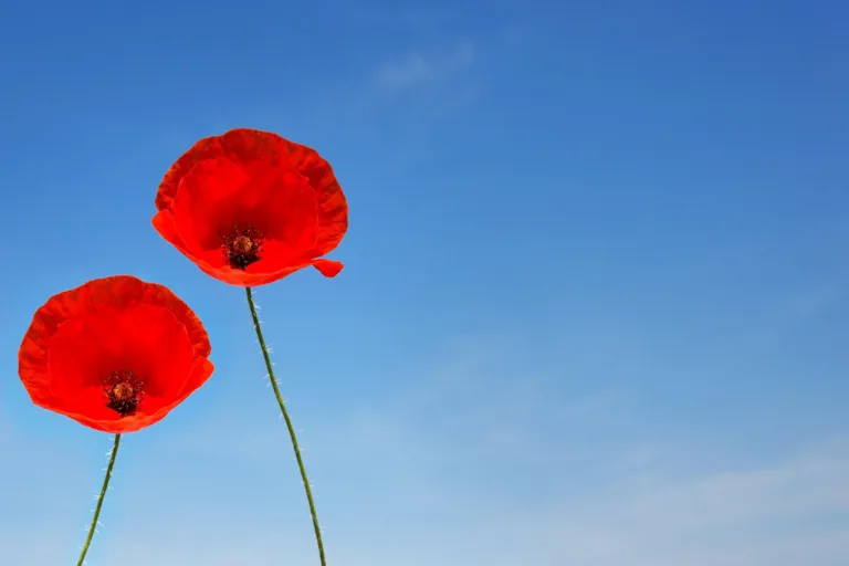 Commemorations and celebrations for VE Day – morning - Ipswich.love
