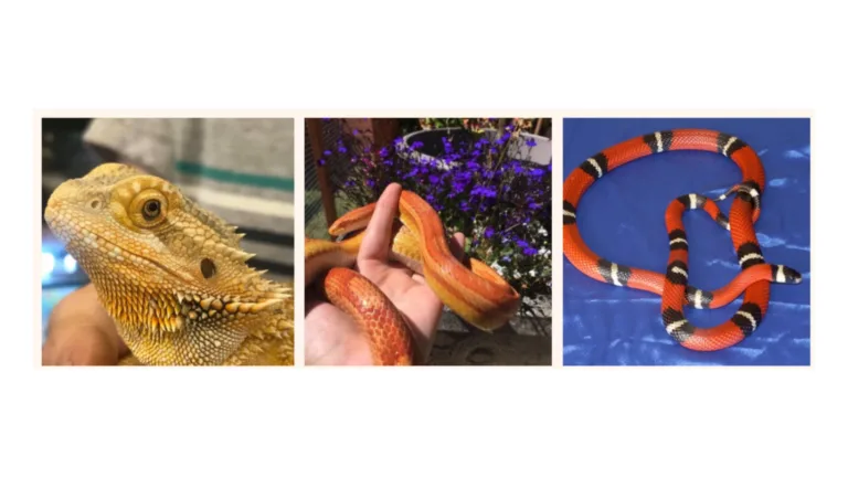 Snakes Alive!