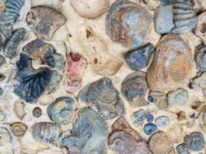 Family Fossil and Shark Teeth Hunt Walk