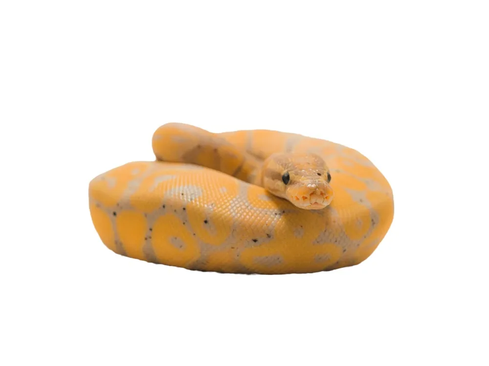 Snakes Alive! - Ipswich.love