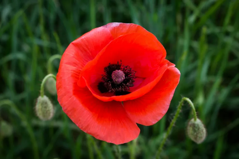Remembrance Sunday and Armistice Day 2025 in Ipswich