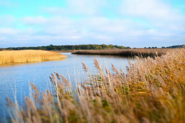 Green Suffolk