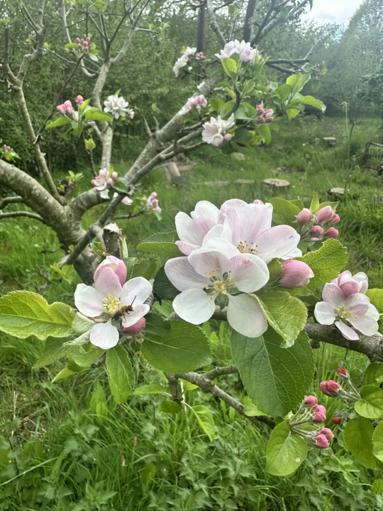 New Ipswich project invites local people and communities to connect with nature