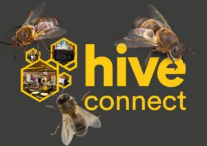 Hive Connect – Business Networking within the logistics industry - Ipswich.love
