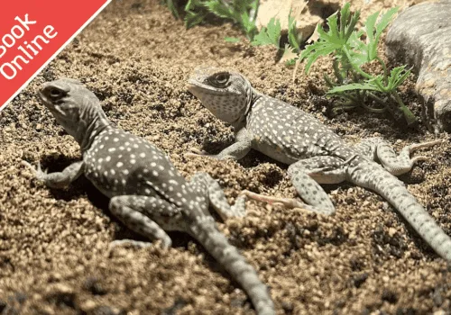 Amazing Animals: Deserts