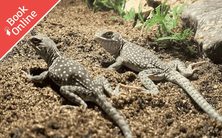 Amazing Animals: Deserts - Ipswich.love