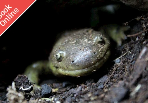 Amazing Animals: Rainforests
