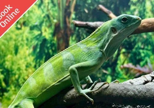 Amazing Animals: Forests & Conservation - Ipswich.love