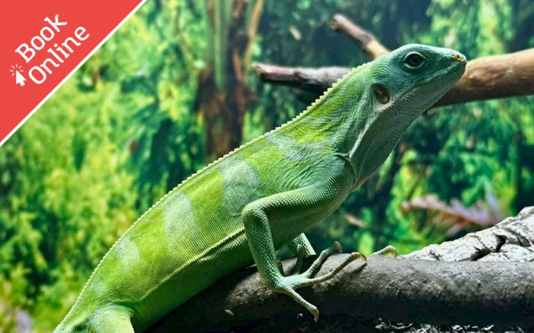 Amazing Animals: Forests & Conservation - Ipswich.love