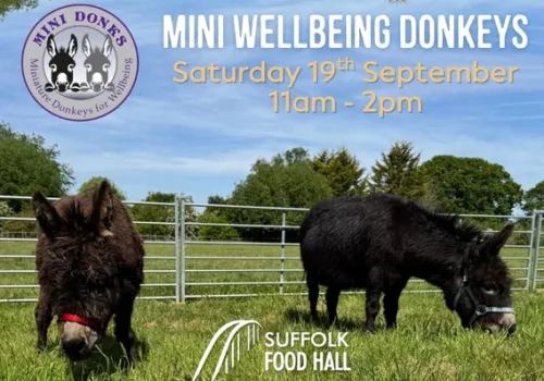 Miniature Donkeys for Wellbeing Visit - Ipswich.love
