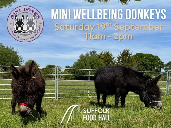 Miniature Donkeys for Wellbeing Visit - Ipswich.love