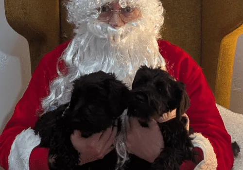 Santa Paws - Ipswich.love