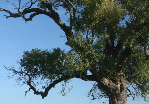 Black Poplars: How to Save a Tree - Ipswich.love