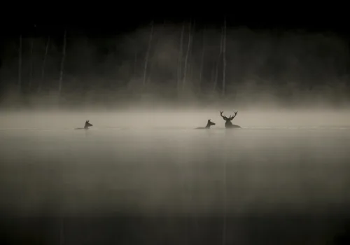 IIFF Preview: Whispers in the Woods (U) - Ipswich.love